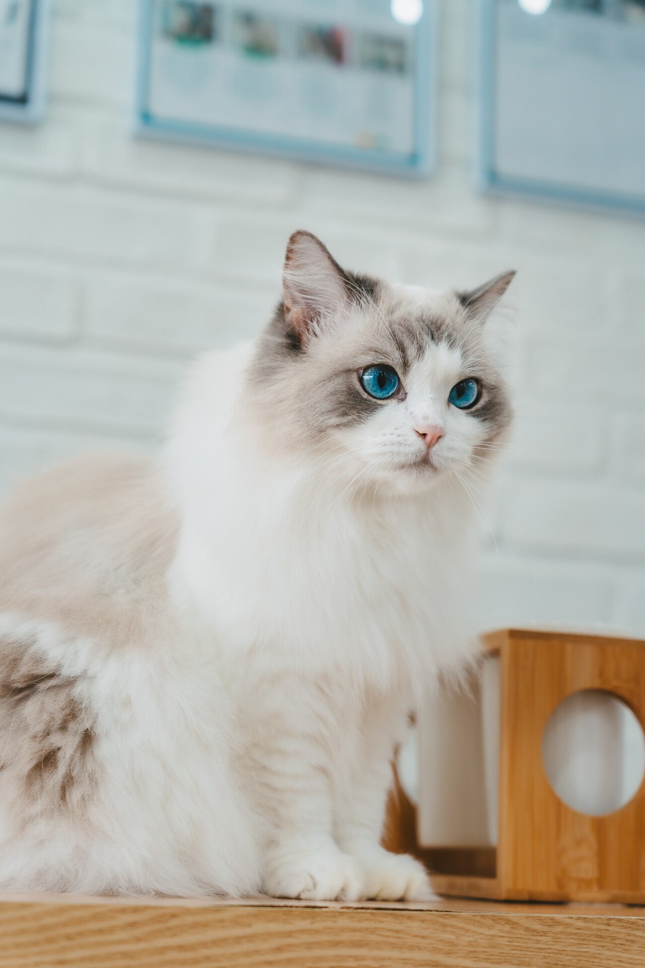 Ragdoll Cat Café DeCat, photo 1