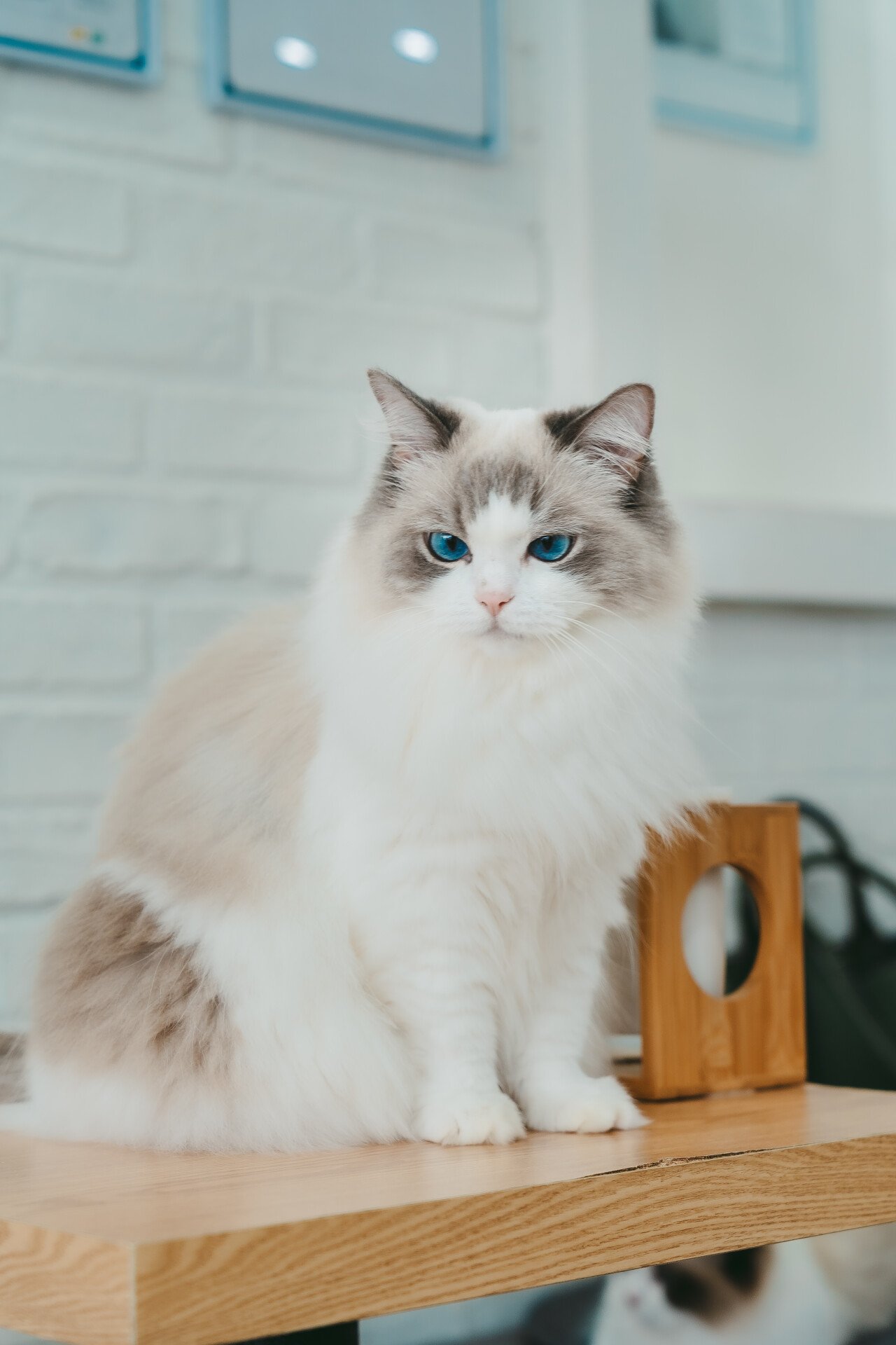 Ragdoll Cat Café DeCat, photo 2