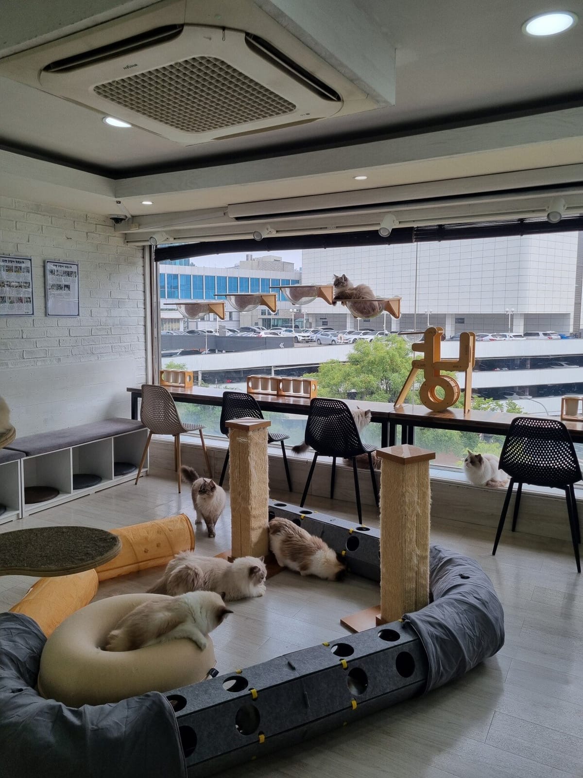 Ragdoll Cat Café DeCat, photo 3