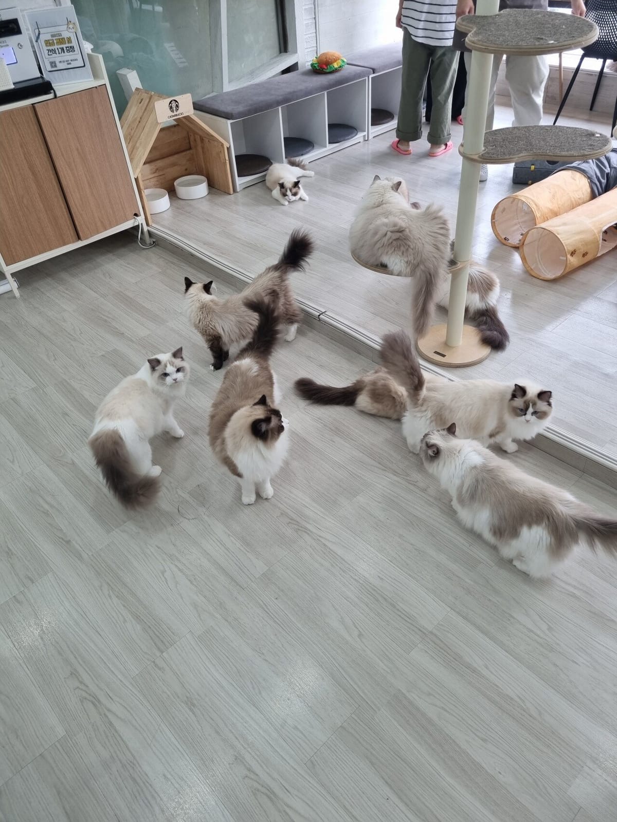 Ragdoll Cat Café DeCat, photo 4