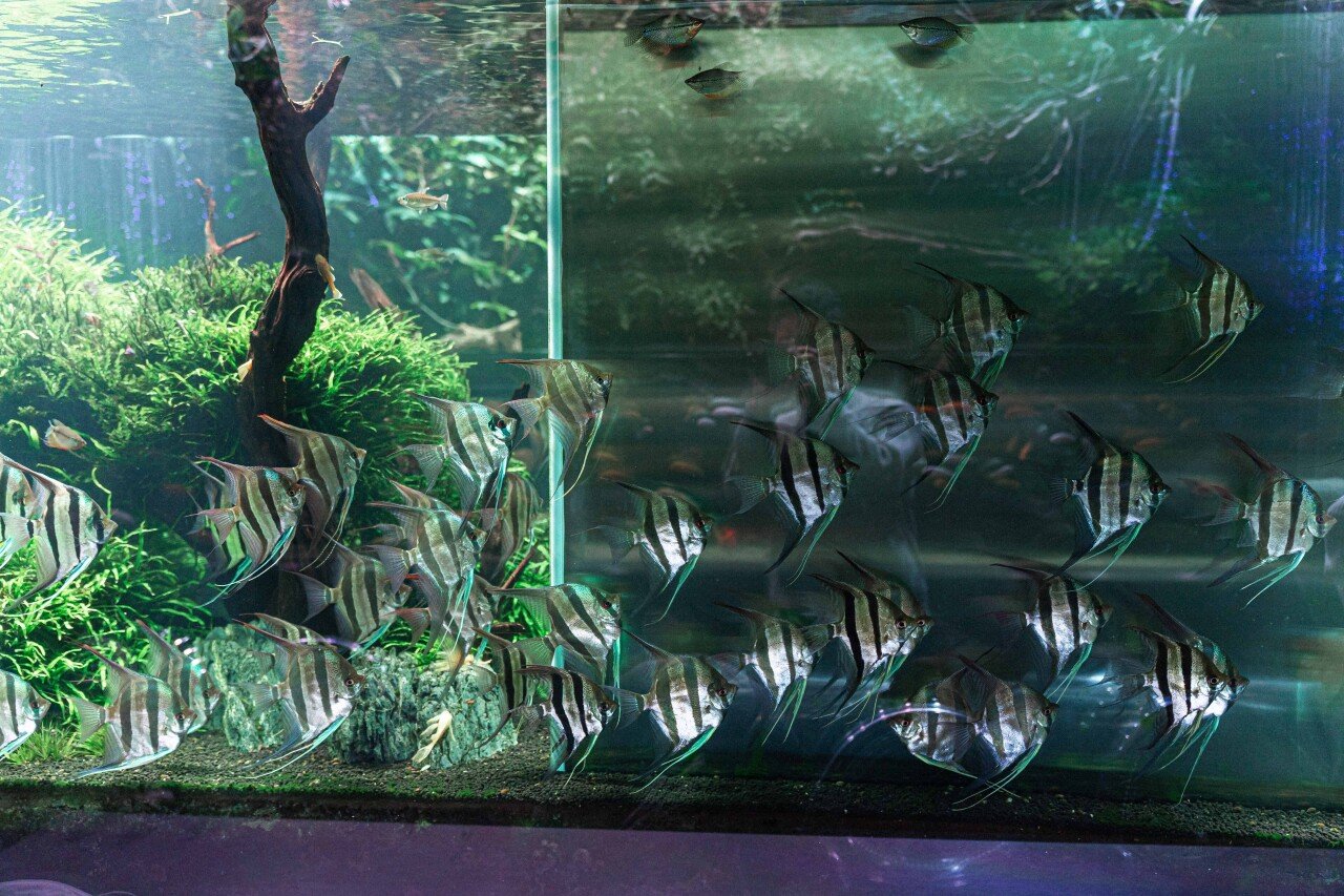 Aqua Garden Lotte World Mall, photo 4