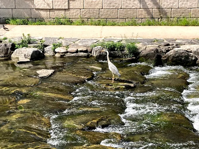 Cheonggyecheon Stream, photo 2