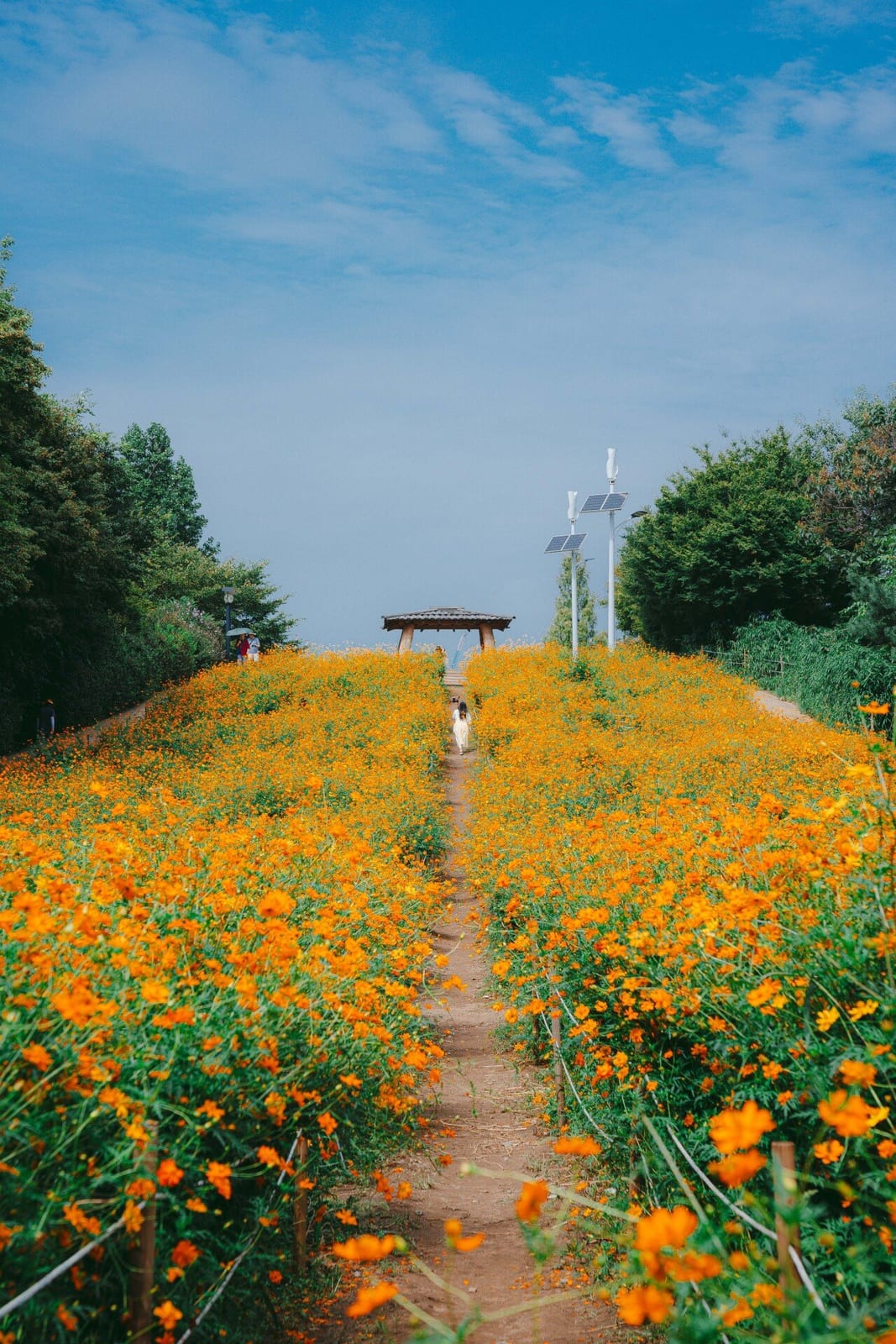 Olympic Park Wildflower Garden, photo 1