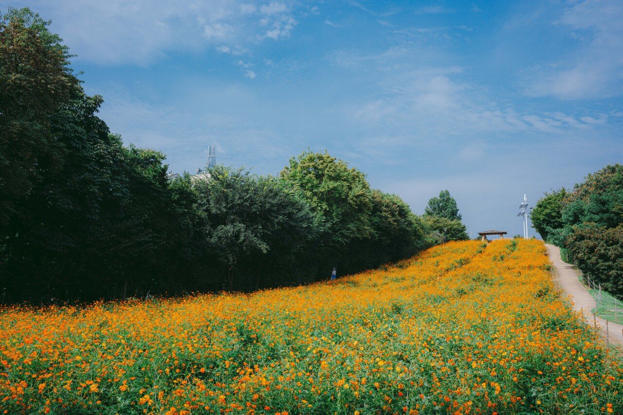 Olympic Park Wildflower Garden, photo 2
