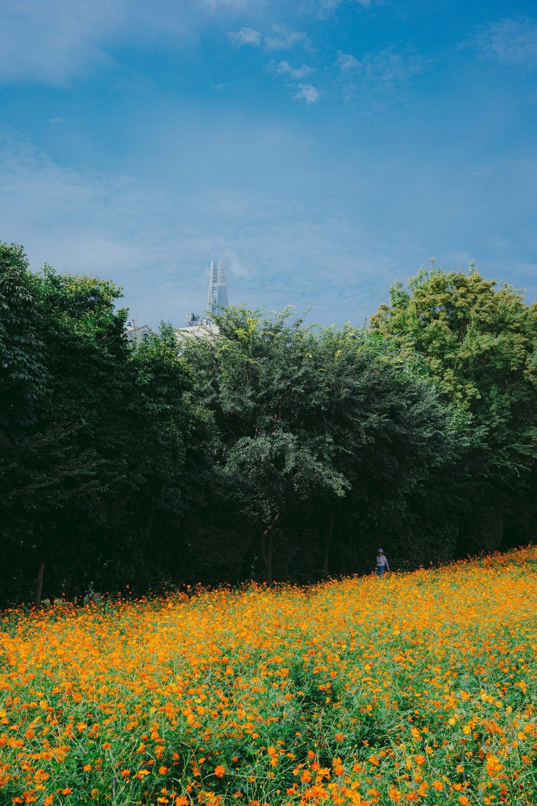 Olympic Park Wildflower Garden, photo 3