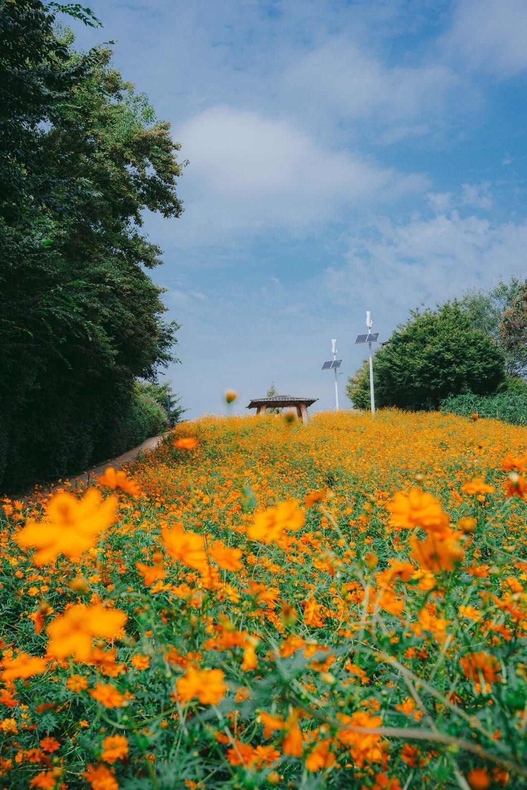 Olympic Park Wildflower Garden, photo 4