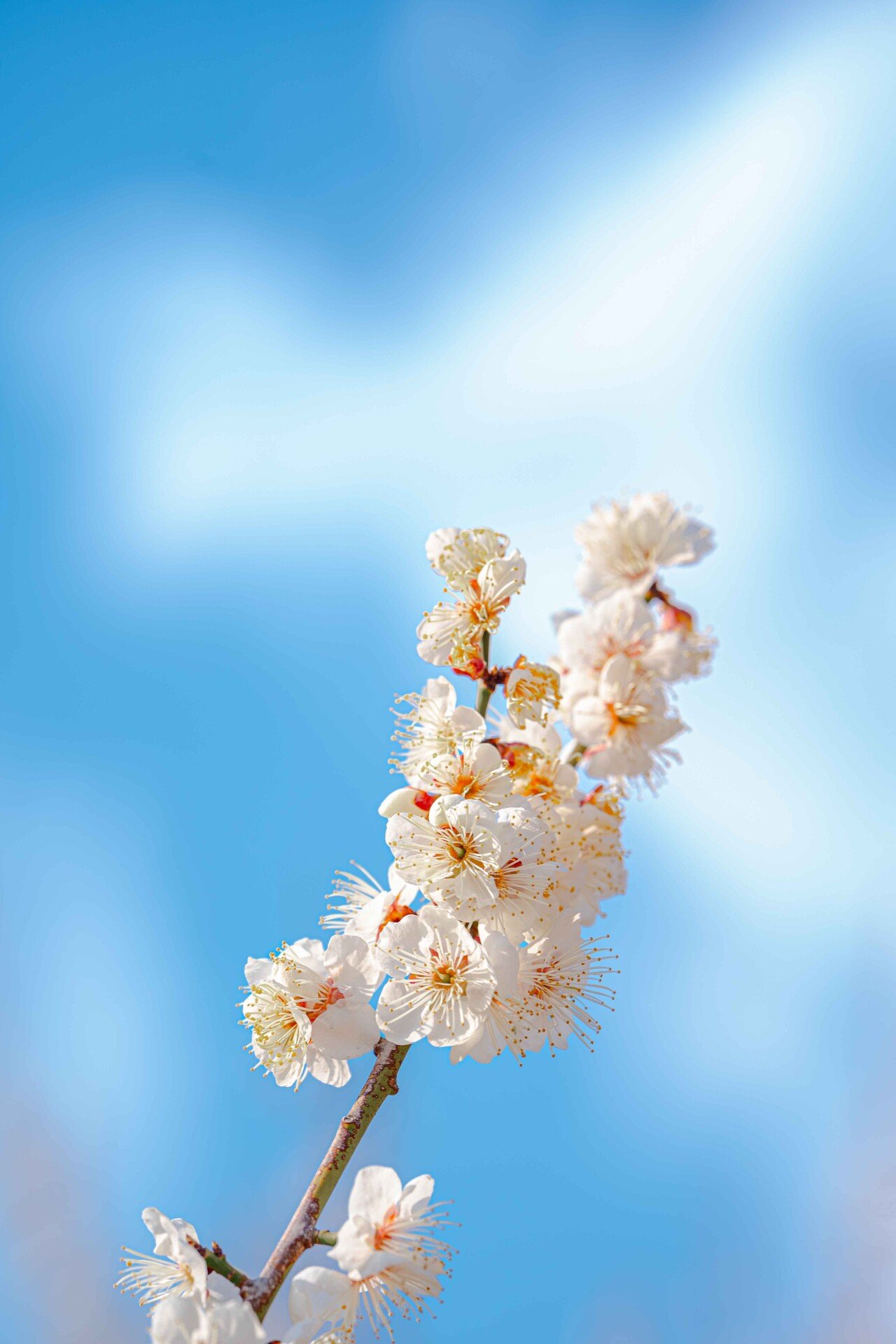 Hadong Maesil-geori (Plum Blossom Street), photo 1