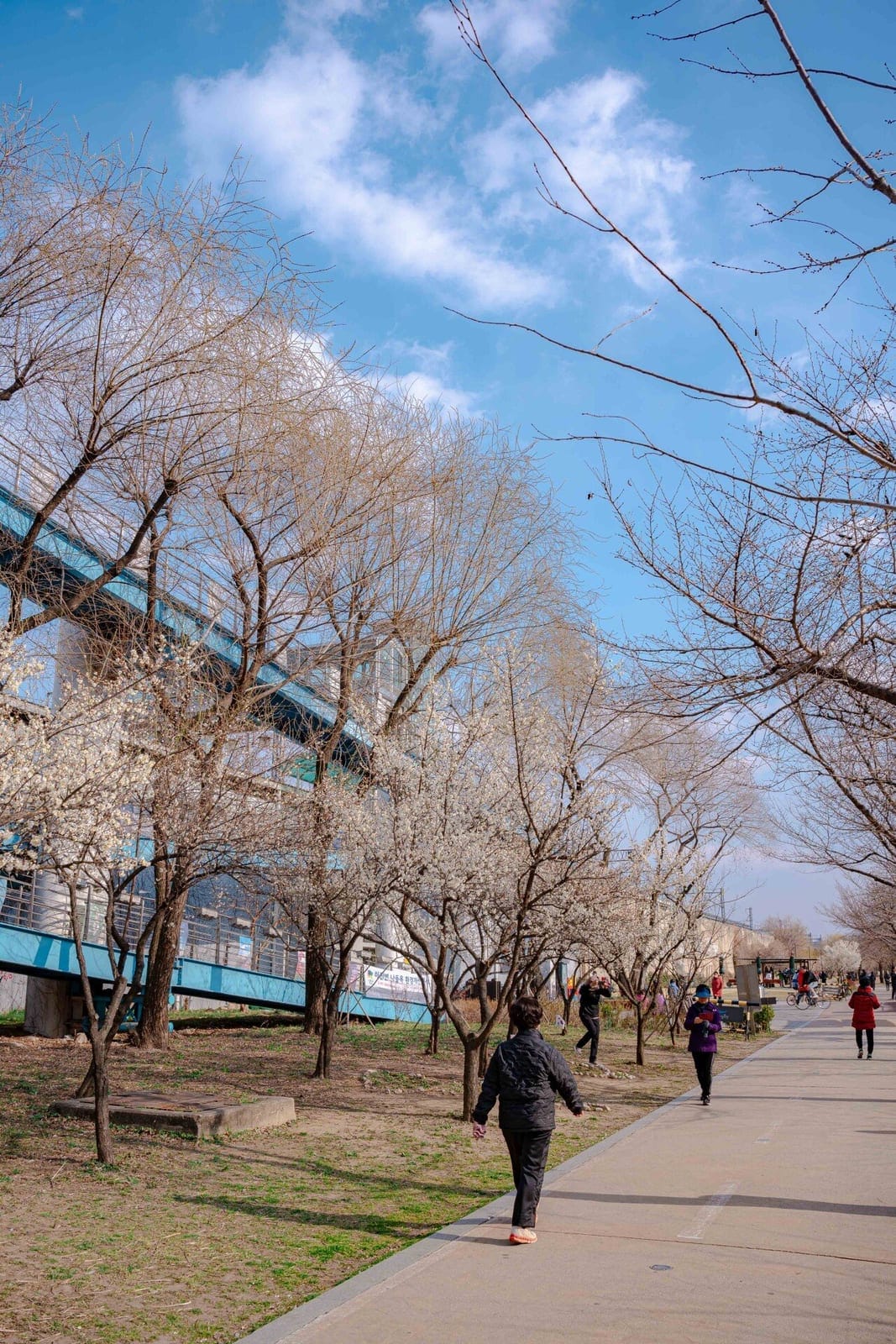 Hadong Maesil-geori (Plum Blossom Street), photo 2