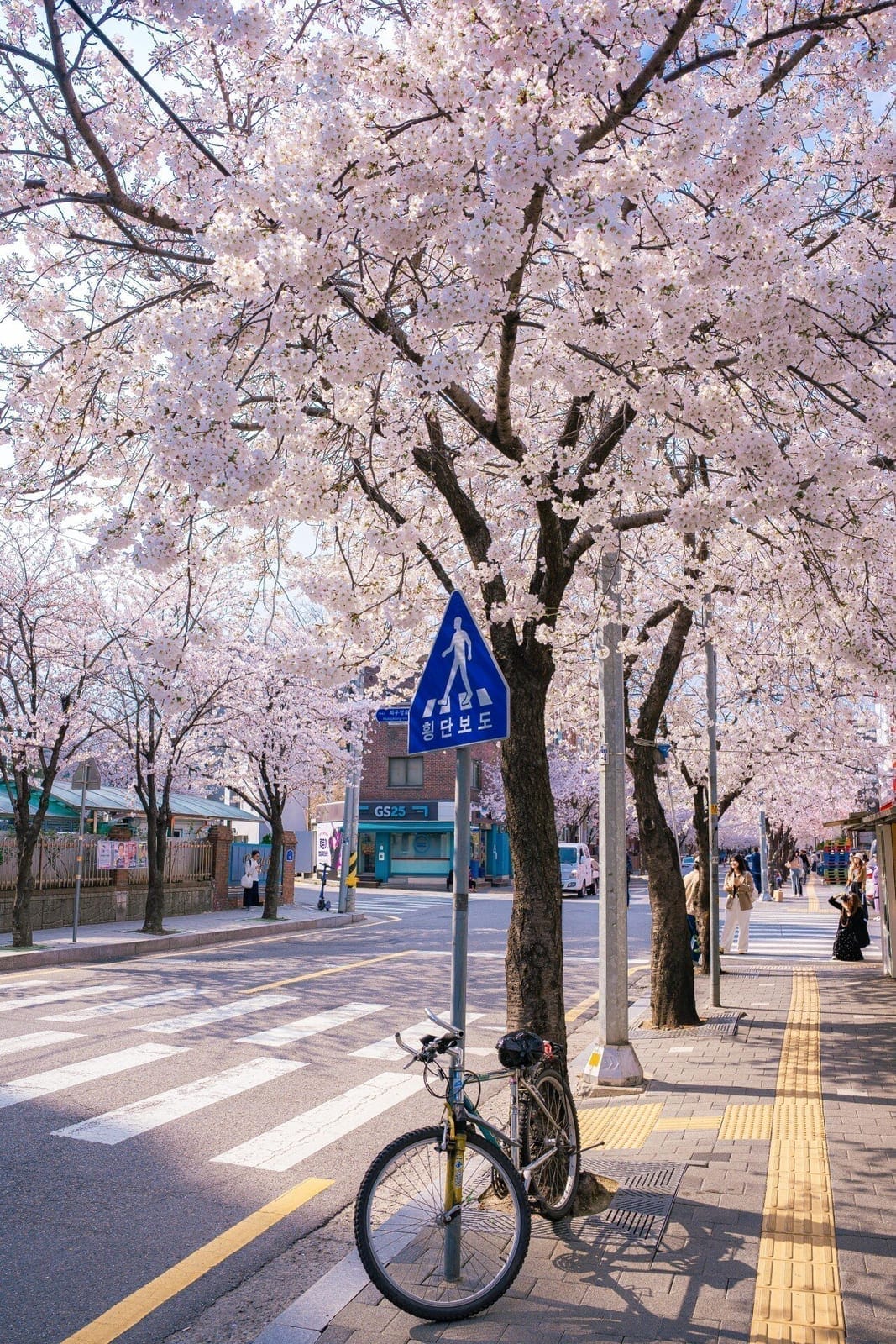 Huiujeong-ro Cherry Blossom Street, photo 1