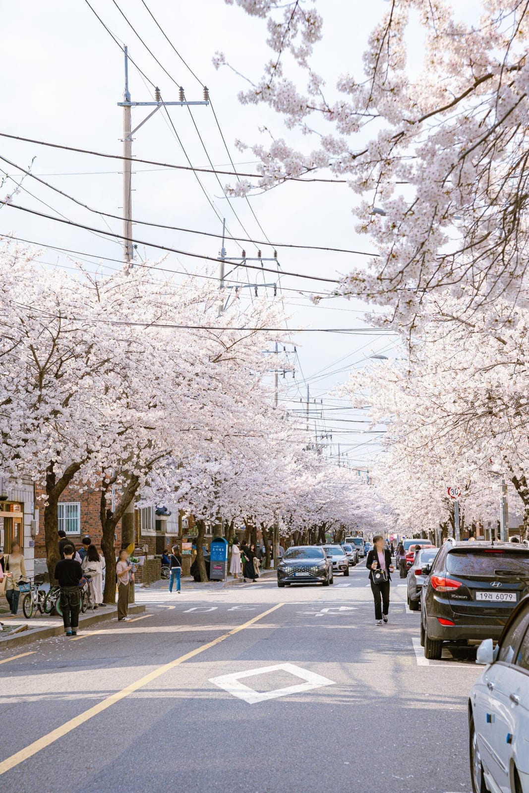 Huiujeong-ro Cherry Blossom Street, photo 2