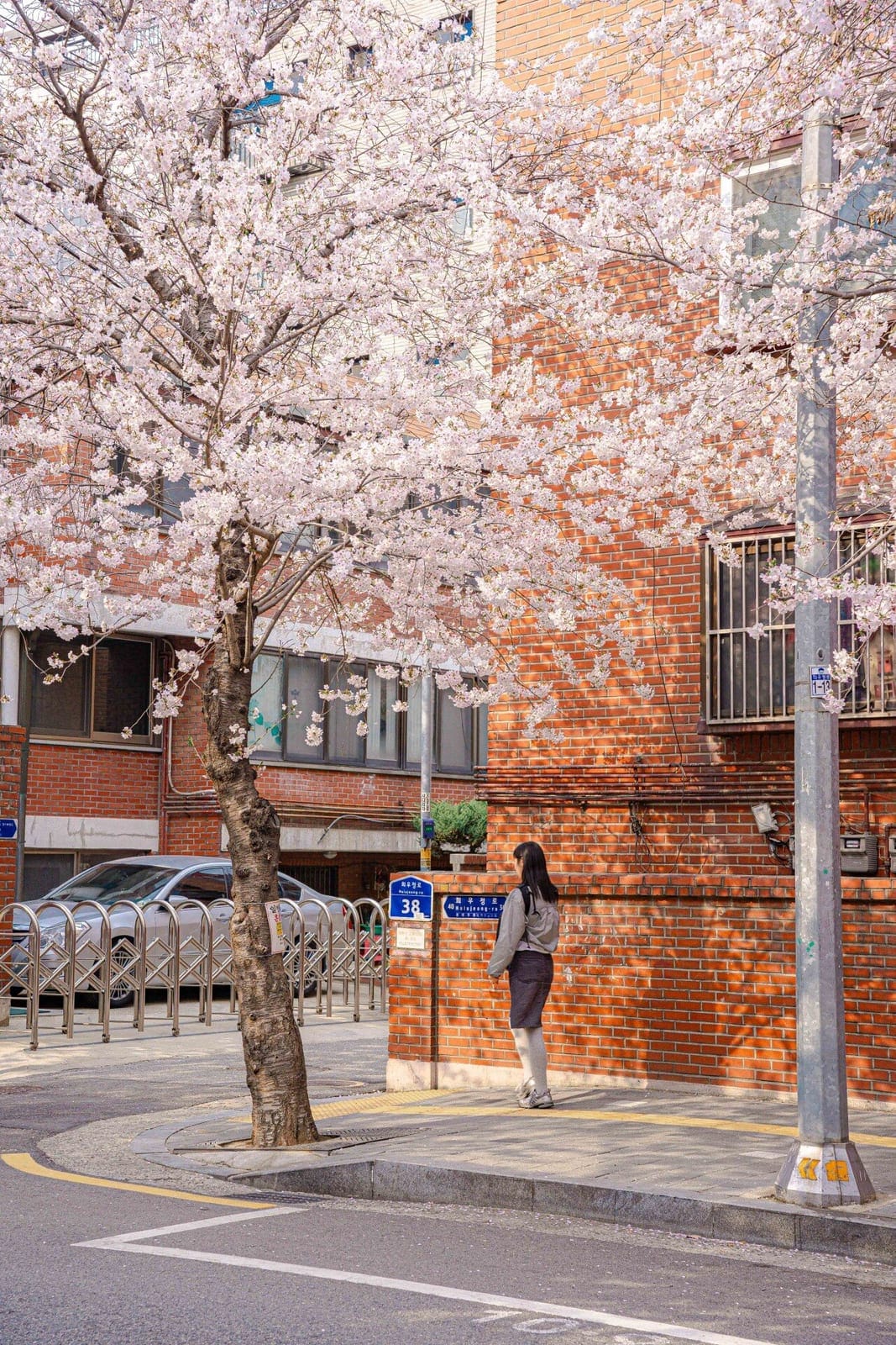 Huiujeong-ro Cherry Blossom Street, photo 3