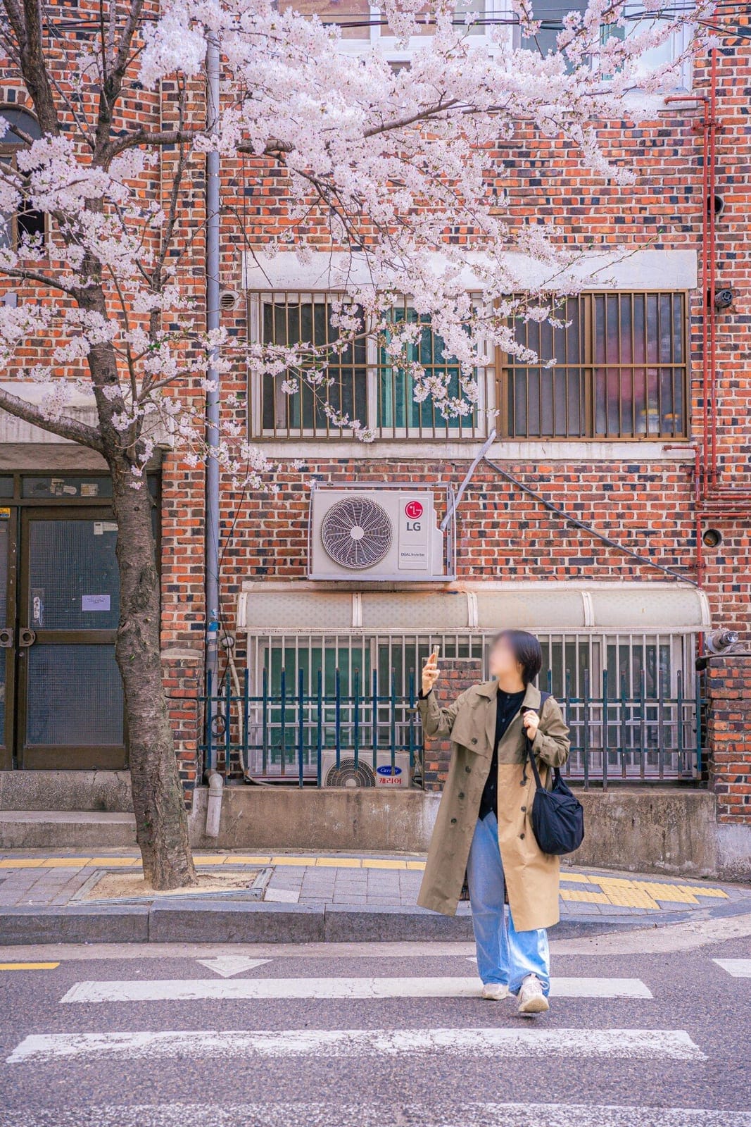 Huiujeong-ro Cherry Blossom Street, photo 4
