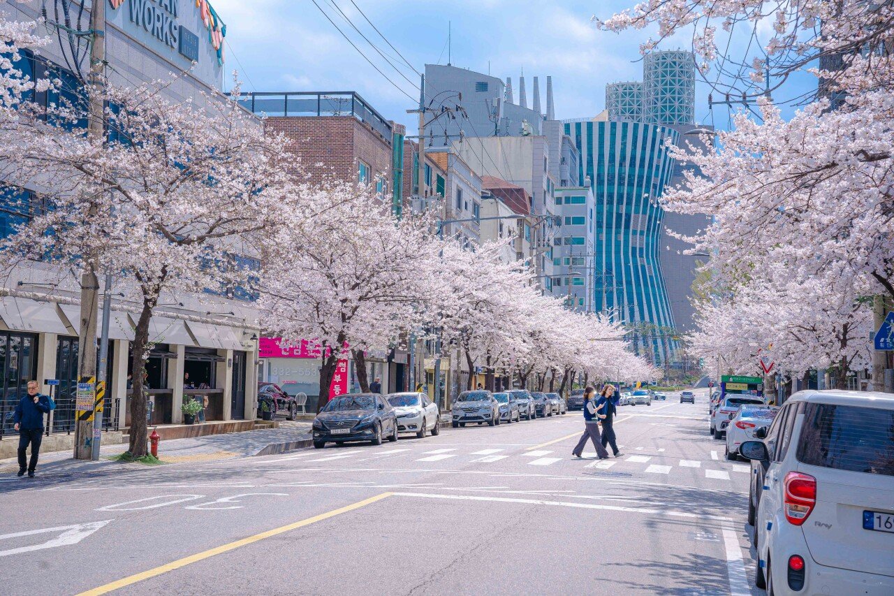 Hapjeong Dongmak-ro 8-gil Cherry Blossom Street, photo 1