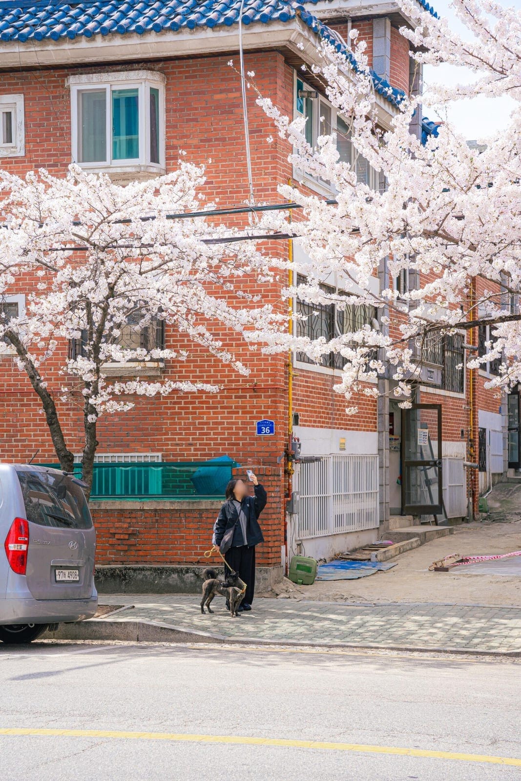 Hapjeong Dongmak-ro 8-gil Cherry Blossom Street, photo 2