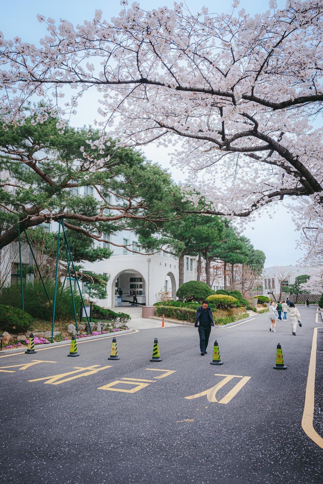 Jeongdok Library Cherry Blossoms, photo 1