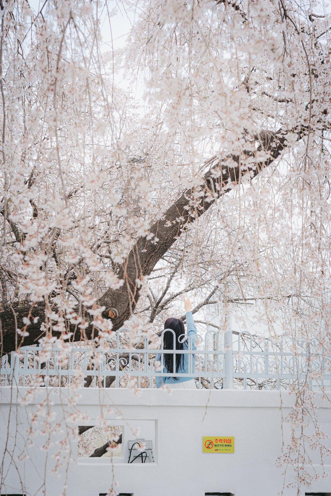 Jeongdok Library Cherry Blossoms, photo 2