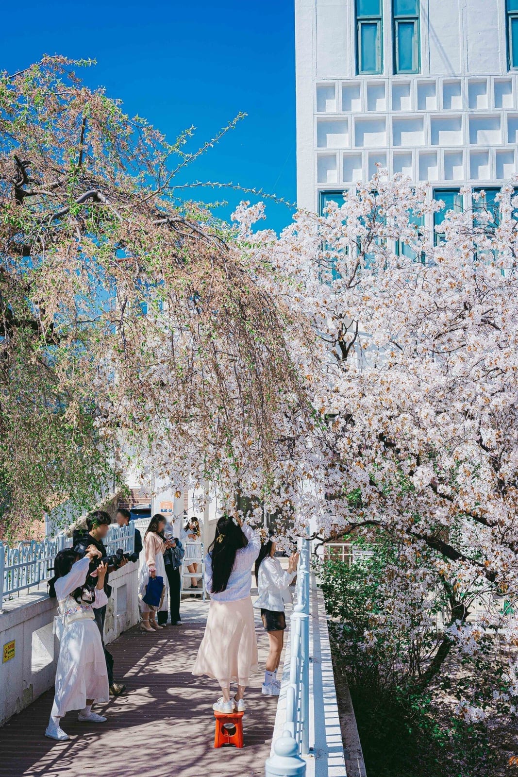 Jeongdok Library Cherry Blossoms, photo 3