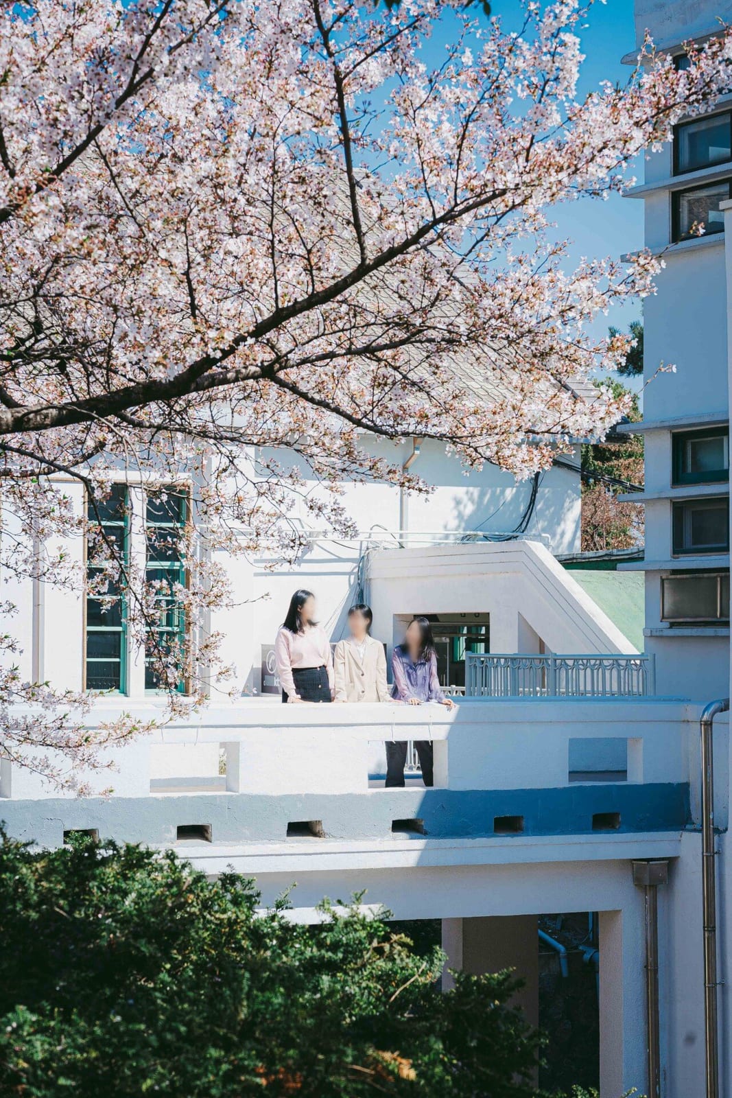 Jeongdok Library Cherry Blossoms, photo 4